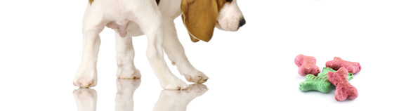 Beagle Hundefutter