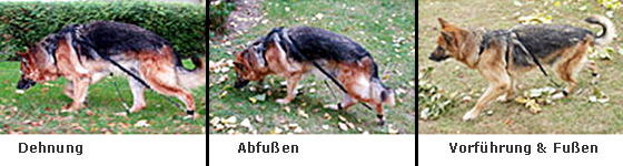 Hundeexpander