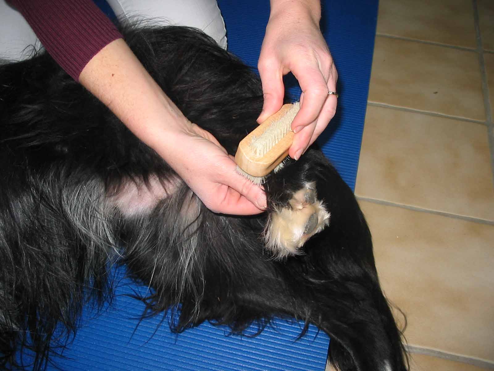 Hundemassage